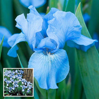 Forever Blue Dwarf Reblooming Iris Bearded