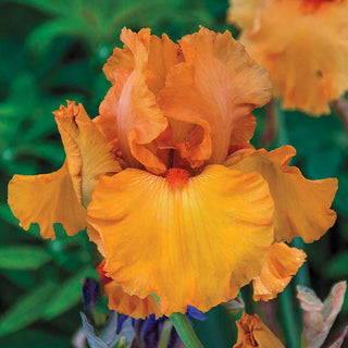 Penny Lane Reblooming Iris Bearded