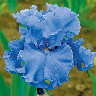 Merchant Marine Iris Bearded