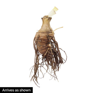 Merchant Marine Iris Bearded