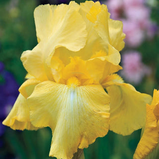 Harvest Of Memories Reblooming Iris Bearded