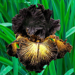 Sorbonne Iris Bearded