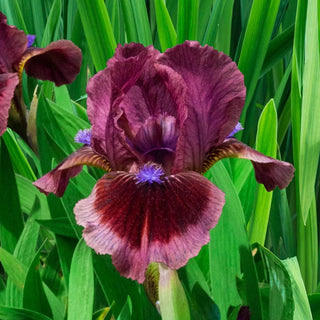 Cats Eye Dwarf Iris Bearded