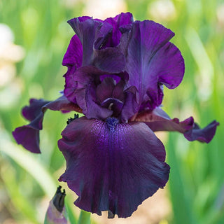 Superstition Iris Bearded