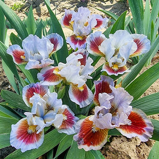 Going In Circles Iris Bearded