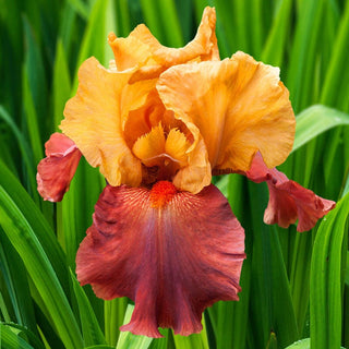 Lovely Senorita Iris Bearded