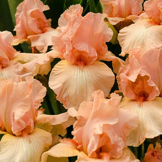 Beverly Sills Iris Bearded