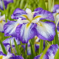 Spode スタッフォードフラワーズ　シェル型 2枚 アイリス Carrot Cake Dinner Plate™ Japanese Iris – Breck's