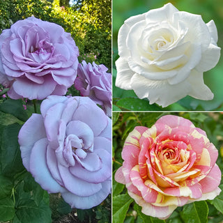 Fragrant Rose Garden Collection - 3 Plants