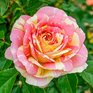 Fragrant Rose Garden Collection - 3 Plants