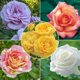 Fragrant Rose Garden Collection - 5 Plants