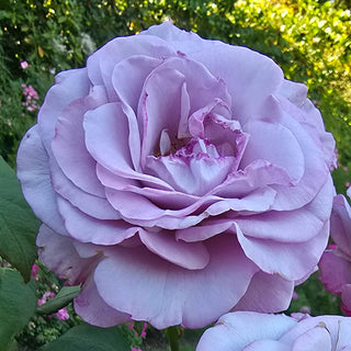 Fragrant Rose Garden Collection - 5 Plants