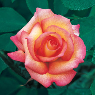 Fragrant Rose Garden Collection - 5 Plants