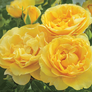 Fragrant Rose Garden Collection - 5 Plants