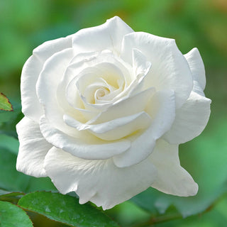 Fragrant Rose Garden Collection - 5 Plants