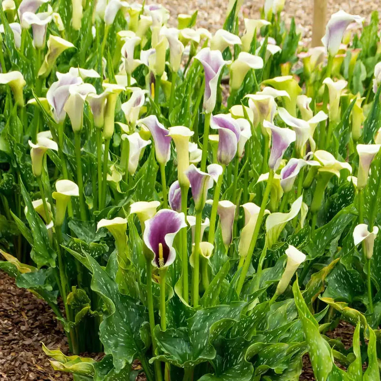 calla lily planting zone Picasso Calla Lily