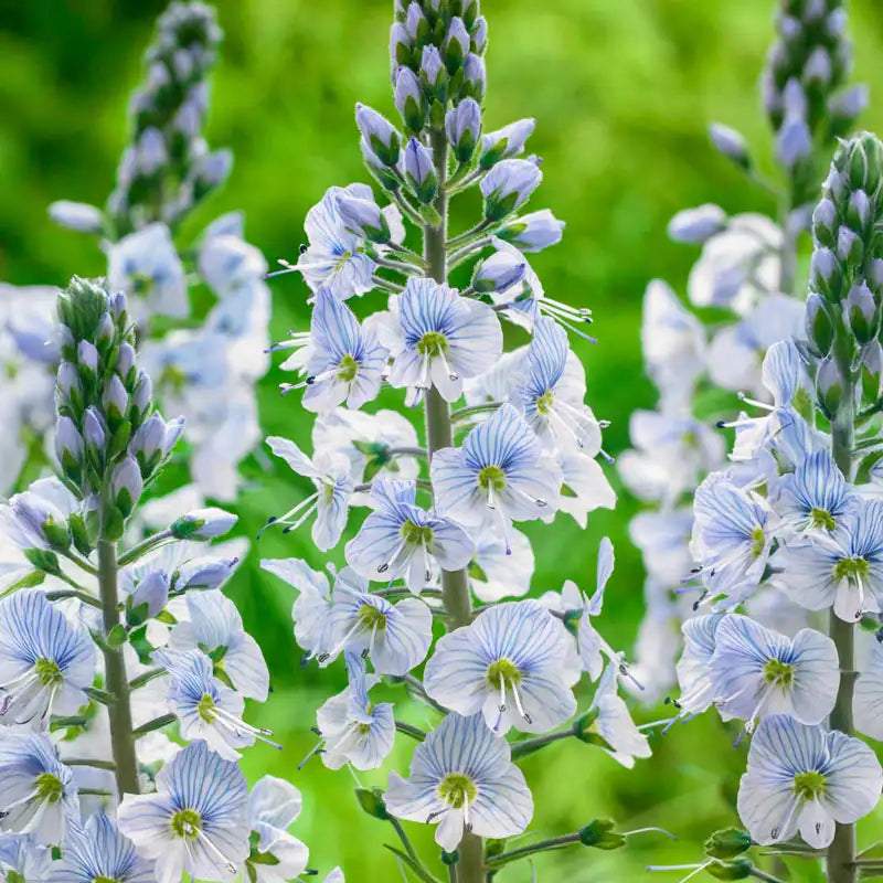 Gentian Speedwell Flowers for Spring Planting Breck’s
