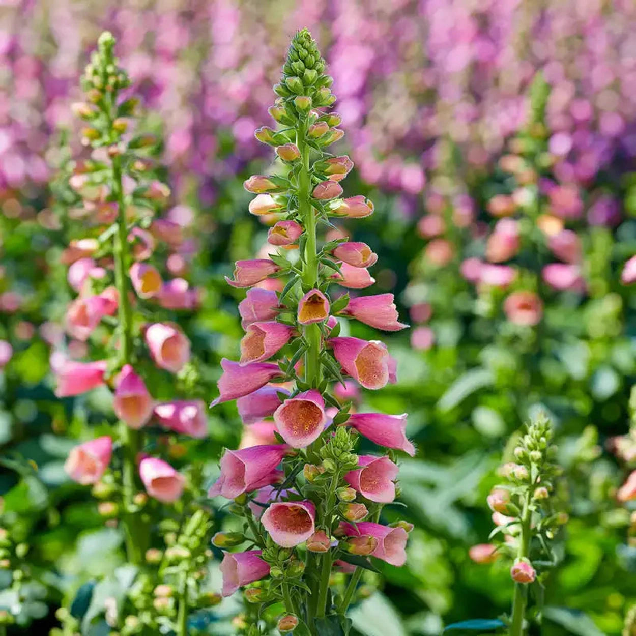 arctic fox rose foxglove seeds Arctic Fox Rose Foxglove