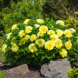 Bartzella Itoh Peony