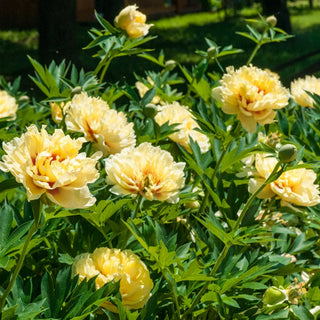 Bartzella Itoh Peony