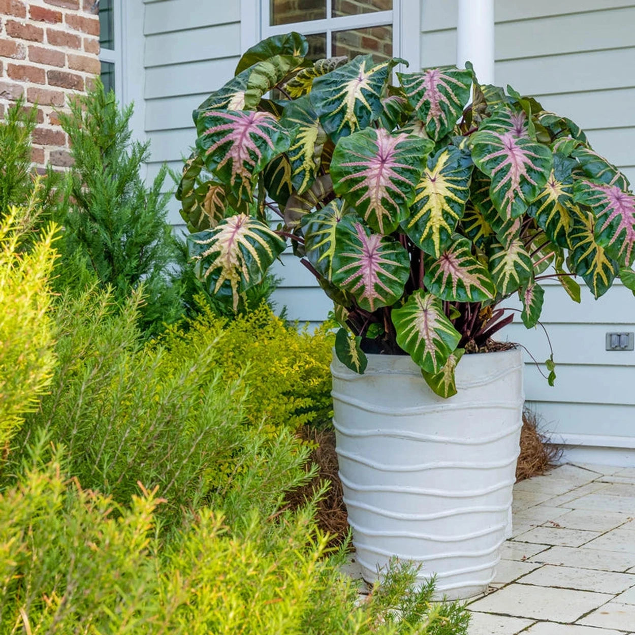 colored elephant ear plants Royal Hawaiian Waikiki Elephant Ears | Buy Online