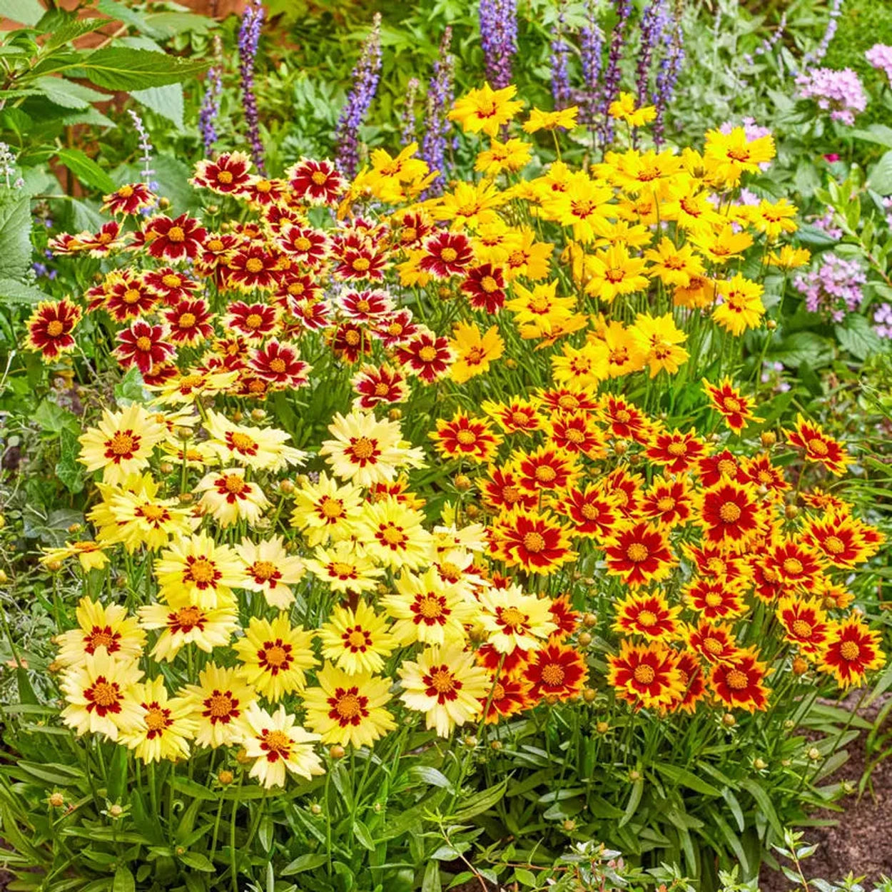 Coreopsis Rising Sun Red Coreopsis Perennial Flowers