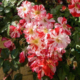 Fourth of July® Climbing Rose