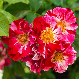 Fourth of July® Climbing Rose