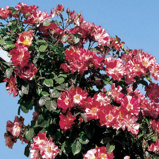 Fourth of July® Climbing Rose