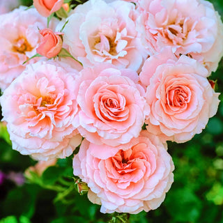 Sexy Rexy Floribunda Rose