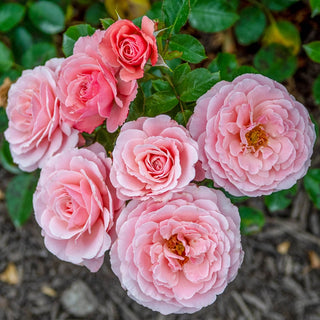 Sexy Rexy Floribunda Rose