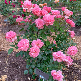 Sexy Rexy Floribunda Rose