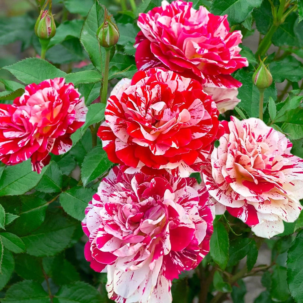 George Burns™ Floribunda Rose – Breck's