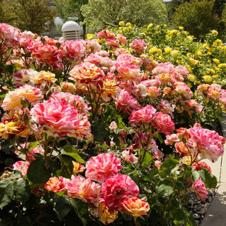 Eorge Burns Roses George Burns™ Floribunda Rose – Breck's