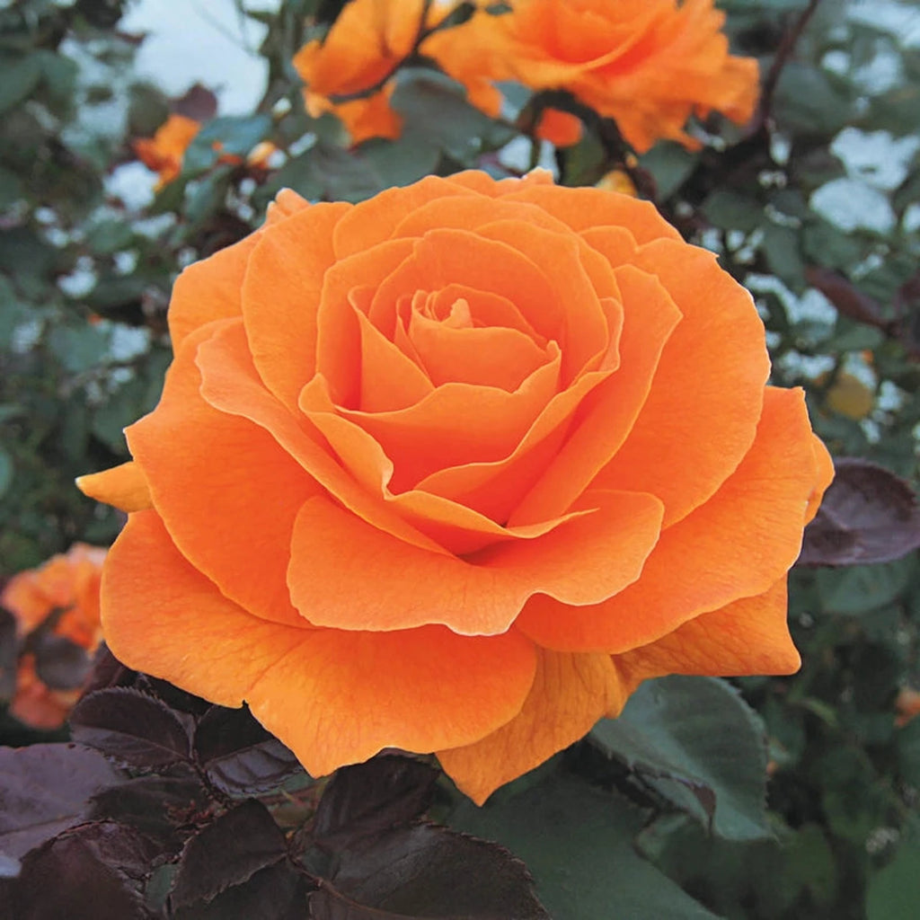 Vavoom™ Floribunda Rose – Breck's