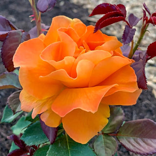 Vavoom™ Floribunda Rose