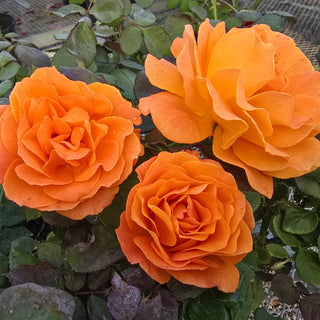 Vavoom™ Floribunda Rose