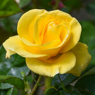 Oregold Hybrid Tea Rose