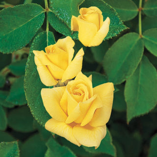 Oregold Hybrid Tea Rose