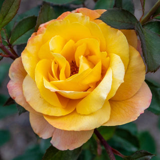 Strike It Rich® Grandiflora Rose