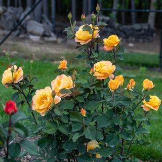 Strike It Rich® Grandiflora Rose