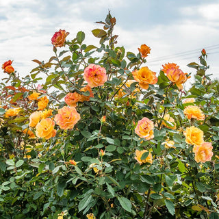 Strike It Rich® Grandiflora Rose