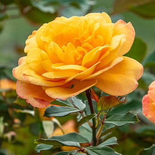 Strike It Rich® Grandiflora Rose