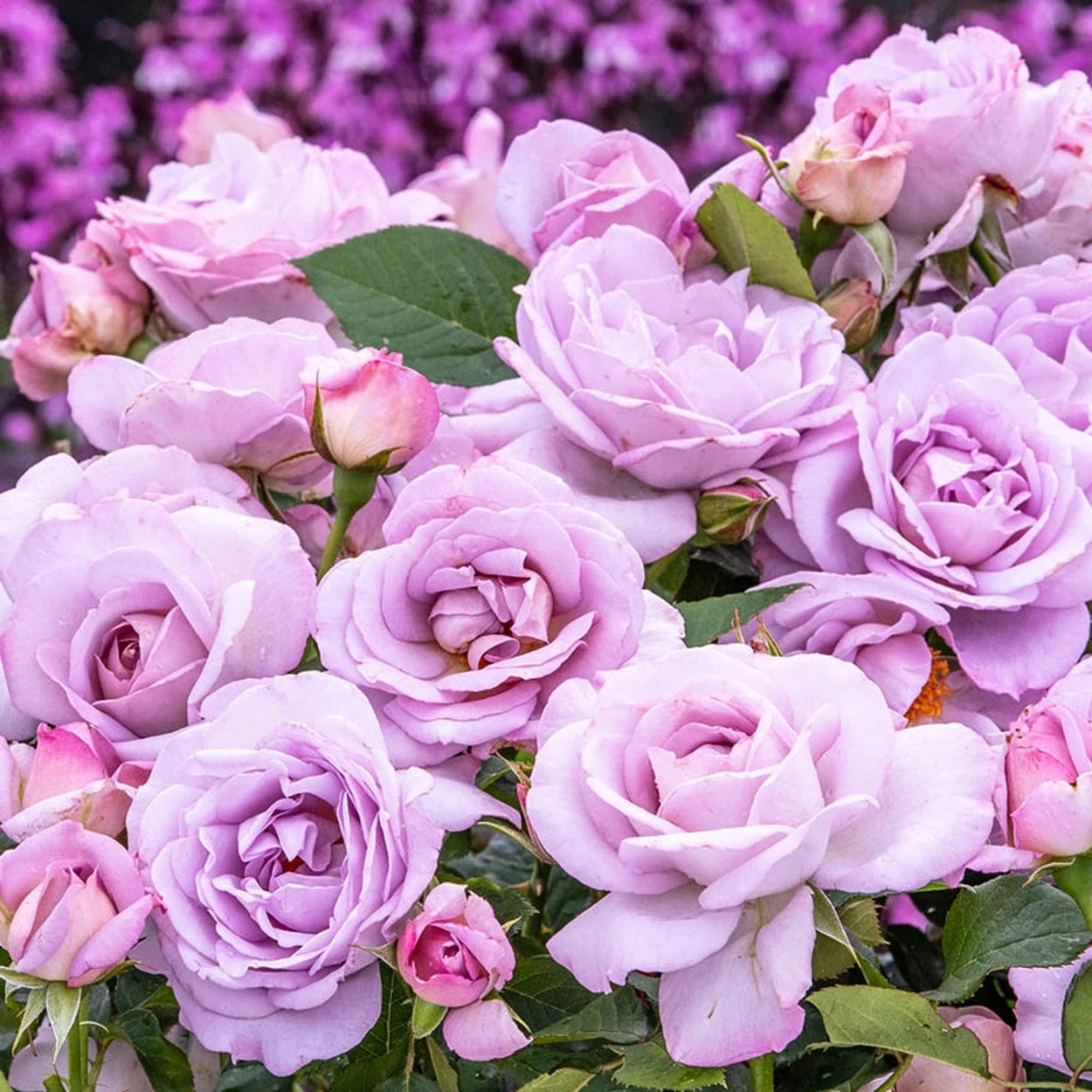 lavender climbing rose plant Silver Lining Floribunda Rose – Breck's