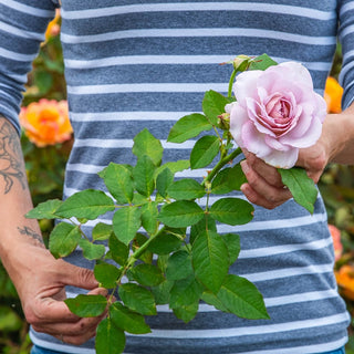 Silver Lining Floribunda Rose