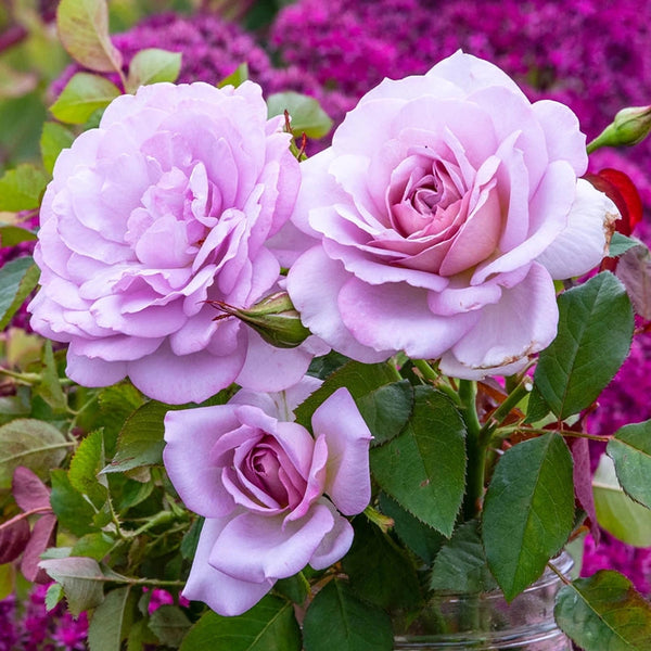 Silver Lining Floribunda Rose – Breck's