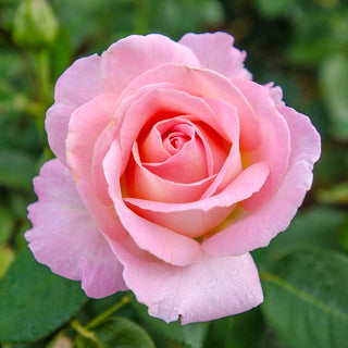Falling in Love™ Hybrid Tea Rose