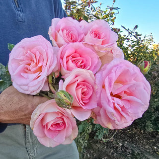 Falling in Love™ Hybrid Tea Rose