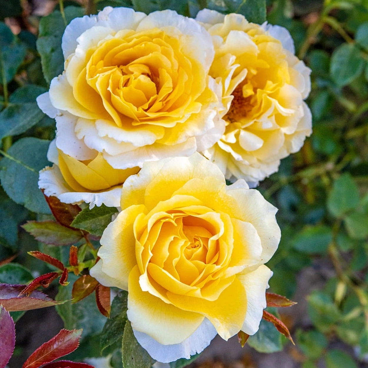Quest for Zest Grandiflora Rose – Breck's