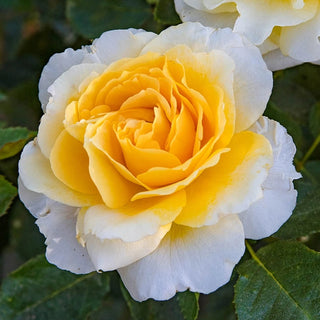Quest for Zest Grandiflora Rose